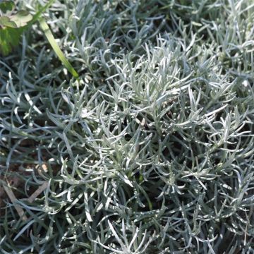 Mausteolkikukka luomu - Ferme de Sainte Marthe - Helichrysum italicum