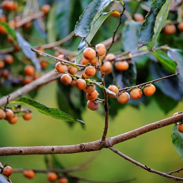 Taateliluumu - Diospyros lotus