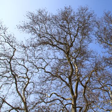 Plataani - Platanus x hispanica
