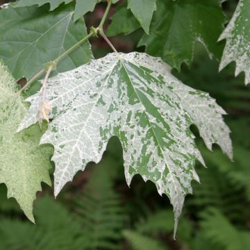 Plataani Suttneri