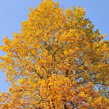 Idänplataani - Platanus orientalis