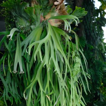 Hirvensarvisaniainen - Platycerium bifurcatum