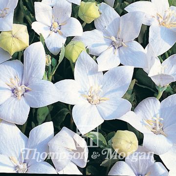 Jalokello Fuji White (siemenet)