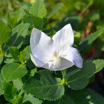 Jalokello Astra White