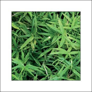 Bambu Vagans