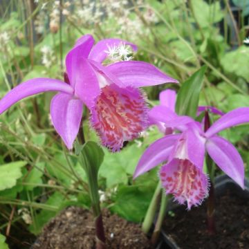 Tyttökämmekä Tongariro - Pleione