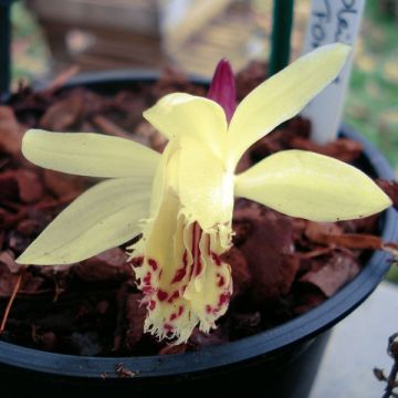 Tyttökämmekä - Pleione forrestii