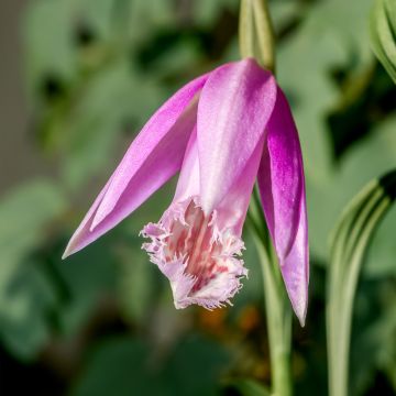 Vaaleatyttökämmekkä - Pleione formosana