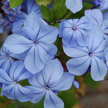 Sinilyijykukka - Plumbago auriculata