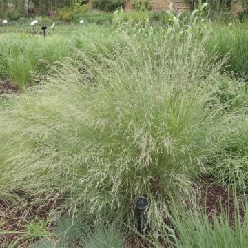 Nurmikka - Poa labillardieri