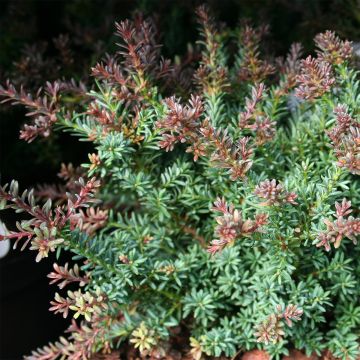 Tasmanianpodokarpus Red Tip