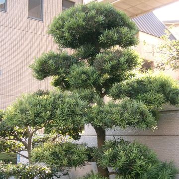Japaninpodokarpus - Podocarpus macrophyllus