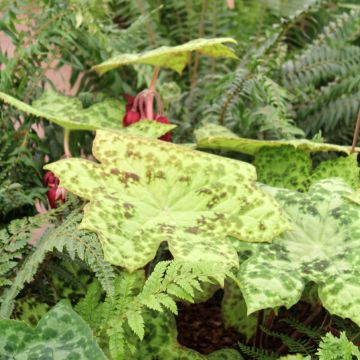 Jalkalehti Spotty Dotty