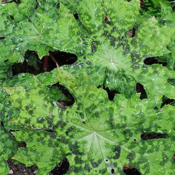 Jalkalehti - Podophyllum delavayi