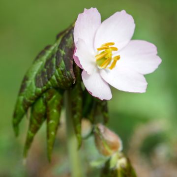 Himalajanjalkalehti - Podophyllum hexandrum