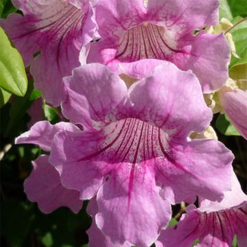 Trumpettiliaani - Podranea ricasoliana