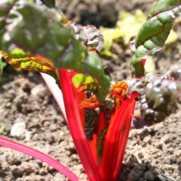 Lehtimangoldi Rhubarb Chard luomu - Ferme de Sainte Marthe