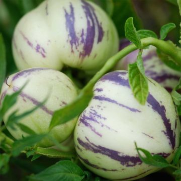 Pepino - Solanum muricatum