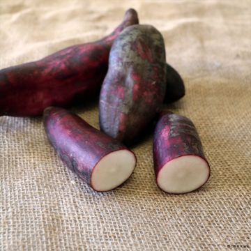 Yacon Morado
