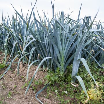 Purjo Bleu de Solaise