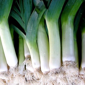 Purjo Swiss Giant