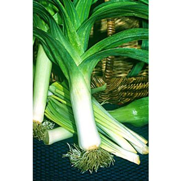 Purjo Jaune gros du Poitou - Allium porrum