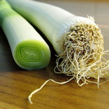 Purjo Réal