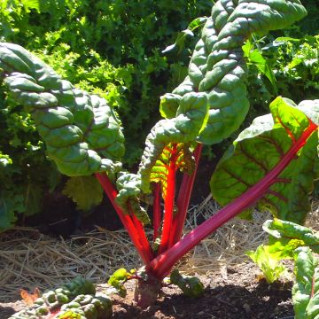 Lehtimangoldi Rhubarb Chard