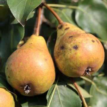 Tarhapäärynä Poire de Fisée luomu