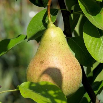 Tarhapäärynä William's