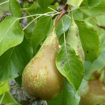 Tarhapäärynä Fruit Me Pear Me Conférence