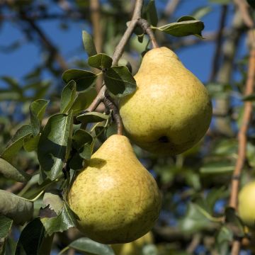 Tarhapäärynä Fruit Me Pear Me Williams Bon-Chrétien