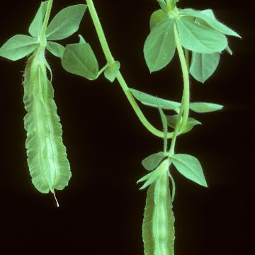 Punaparsaherne purpureus