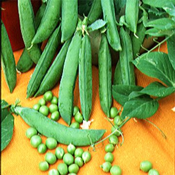 Silpoherne Merveille de Kelvedon luomu - Ferme de Sainte Marthe