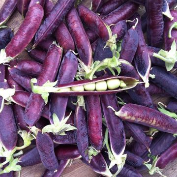 Silpoherne Blauwschokker luomu - Ferme de Sainte Marthe