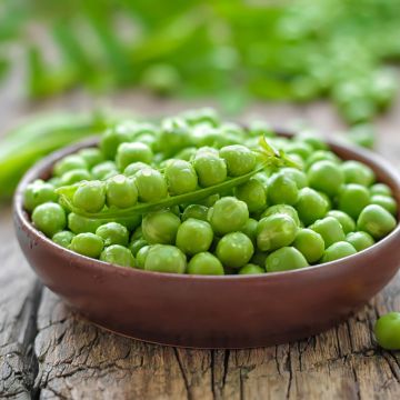 Silpoherne Roi des conserves - Vilmorin