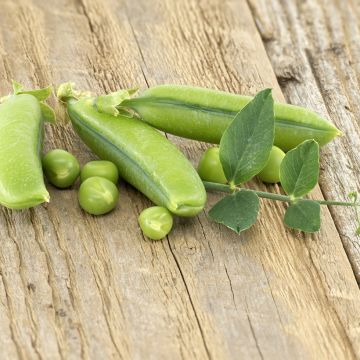 Sokeriherne Sugar Snap Delikett