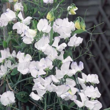 Tuoksuherne Lathyrus (siemenet)