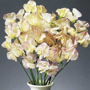 Tuoksuherne High Scent (siemenet)