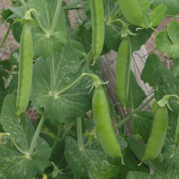 Silpoherne Markana