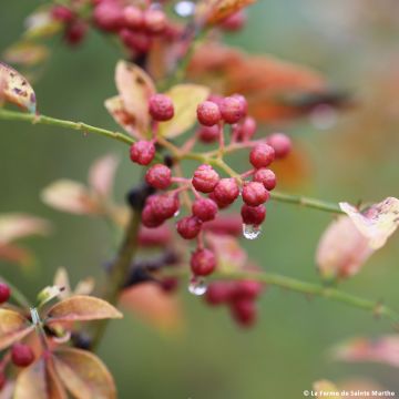 Pippurilimopuu luomu - Ferme de Sainte Marthe - Zanthoxylum piperitum