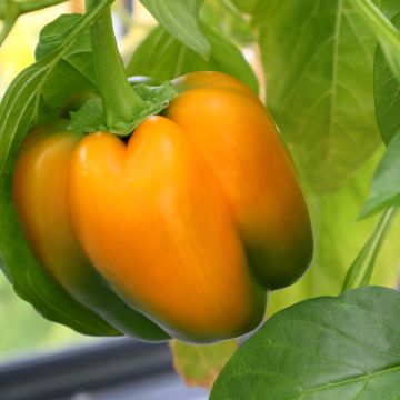 Maustepaprika Ariane F1