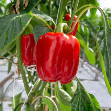 Maustepaprika California Wonder