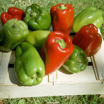 Maustepaprika California Wonder luomu - Ferme de Sainte Marthe