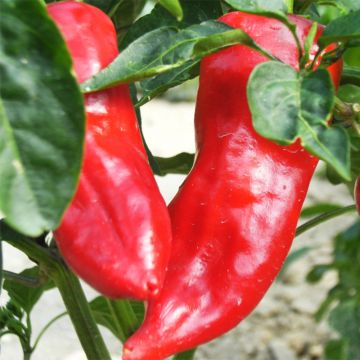 Paprika Lipari F1 luomu taimena