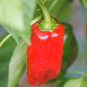 Maustepaprika Marconi Rosso luomu - Ferme de Sainte Marthe