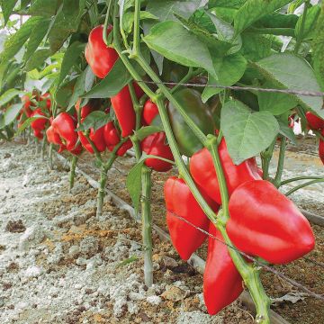 Maustepaprika Piquillo luomu - Ferme de Sainte Marthe