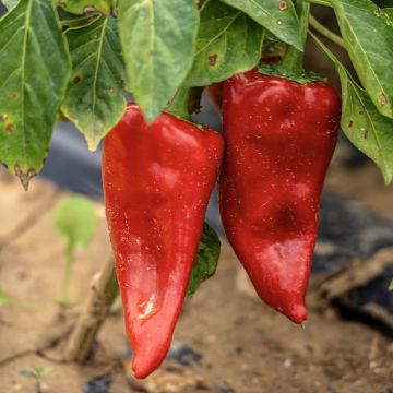 Maustepaprika Piquillo luomu
