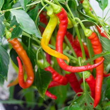 Maustepaprika Sigaretta di Bergamo luomu - Ferme de Sainte Marthe