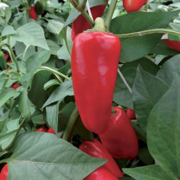 Maustepaprika Sweetmie Red taimena